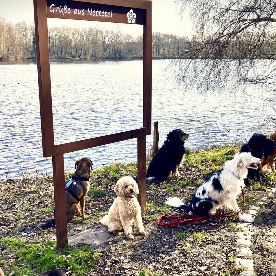 Unternehmung mit Vierbeiner: Hundewanderung des Naturparks Schwalm-Nette