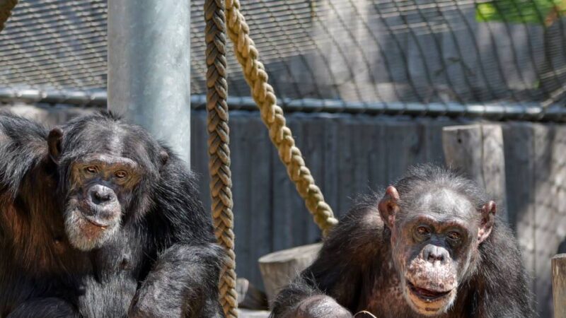 Neues Affenhaus im Zoo Krefeld: Schimpansen Bally und Limbo haben bald ein neues Zuhause