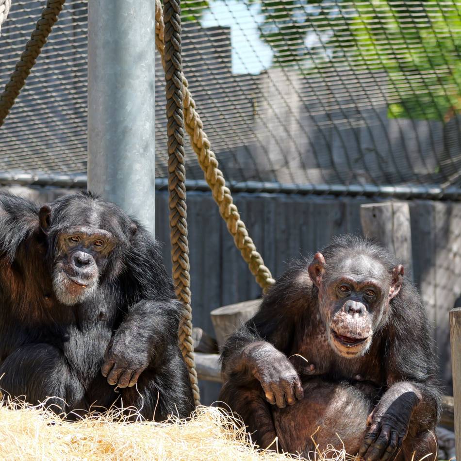 Neues Affenhaus im Zoo Krefeld: Schimpansen Bally und Limbo haben bald ein neues Zuhause