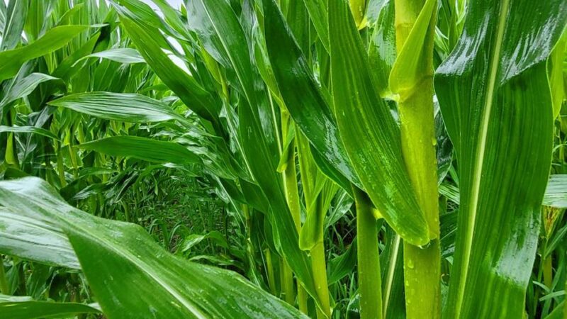Landwirtschaft in Hückeswagen: Sporadischer Regen rettet die Maisernte