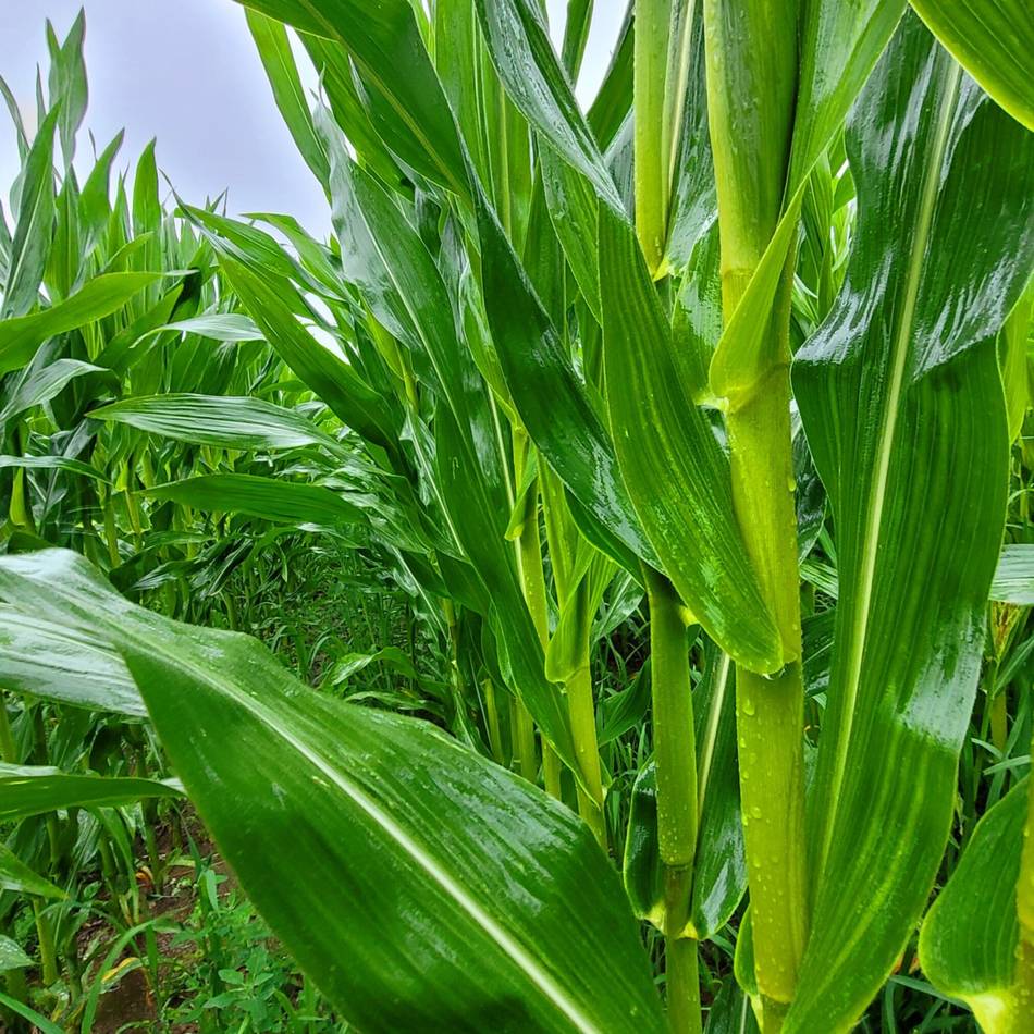 Landwirtschaft in Hückeswagen: Sporadischer Regen rettet die Maisernte