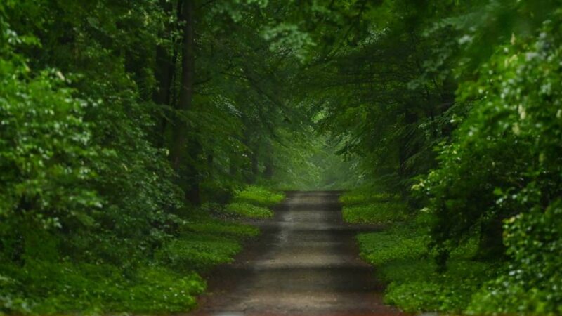 Beschluss zu Windkraft im Reichswald: Windräder brauchen kein Atommüll-Endlager und kein Tagebau-Restloch