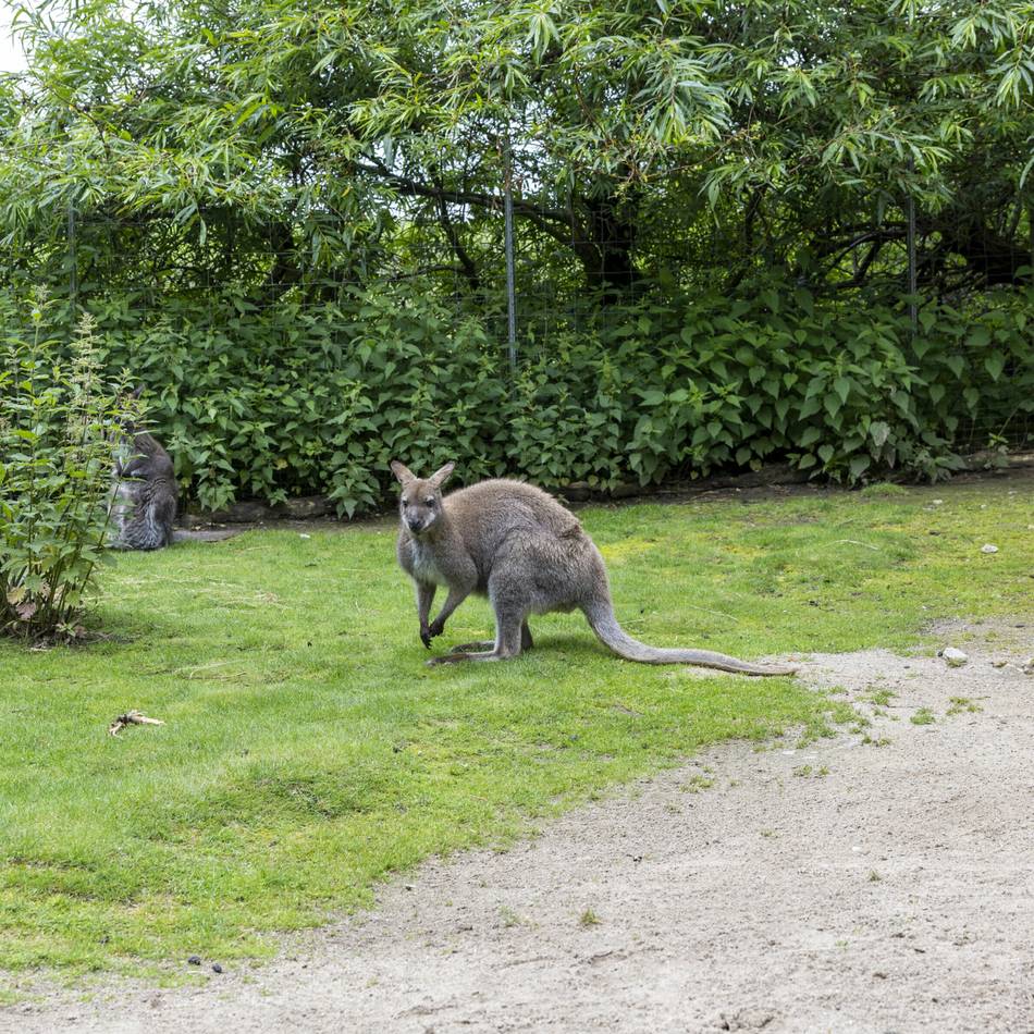 Angst vor weiteren Taten: Geköpfte Kängurus in Solingen – Tierschützer setzen Belohnung aus
