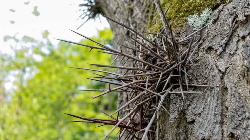Wohngebiet in Kleve: „Die Dornen zerstechen Auto- und Fahrradreifen“