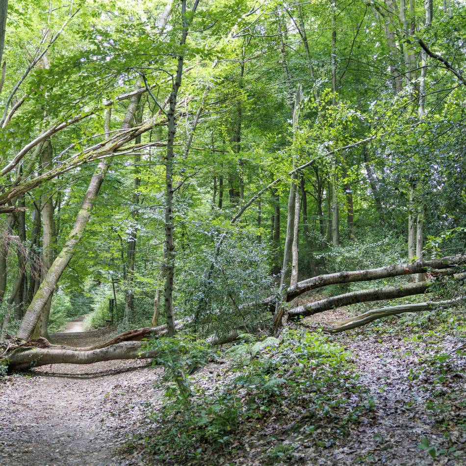 Stadt Solingen sieht sich nicht zuständig: Lebensgefahr durch umstürzende Bäume auf „Deutschlands schönstem Wanderweg“?