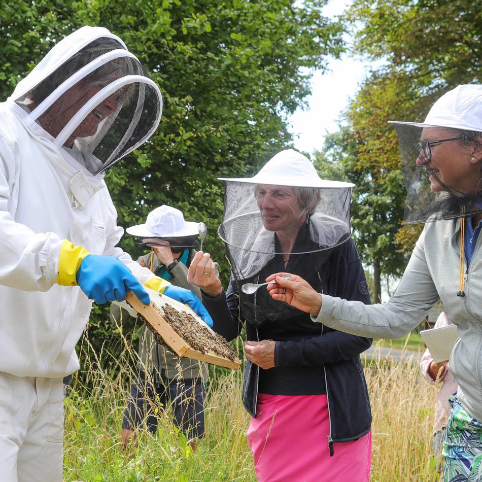 Schmeckt den Bienen und den Golfern: Wie am Meerbuscher Golfpark Honig entsteht