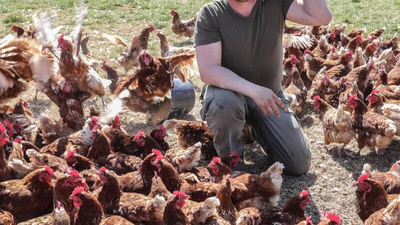 Landwirt in Meerbusch: Eierverkauf wird auf Karte umgestellt