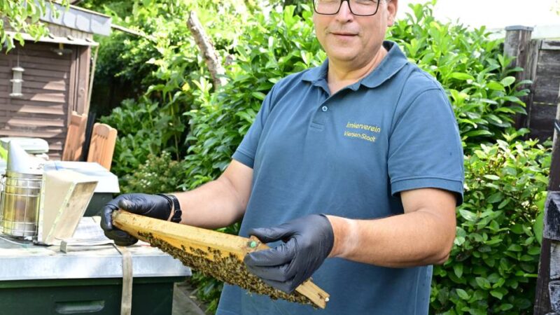 Invasive Art in Mönchengladbach: Imker warnen vor Asiatischer Hornisse