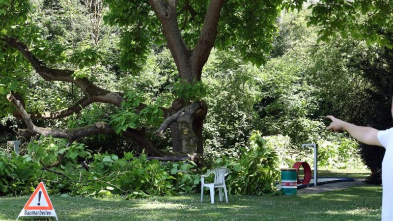 Auf Minigolfanlage in Mönchengladbach: 200 Jahre alter Trompetenbaum muss gefällt werden