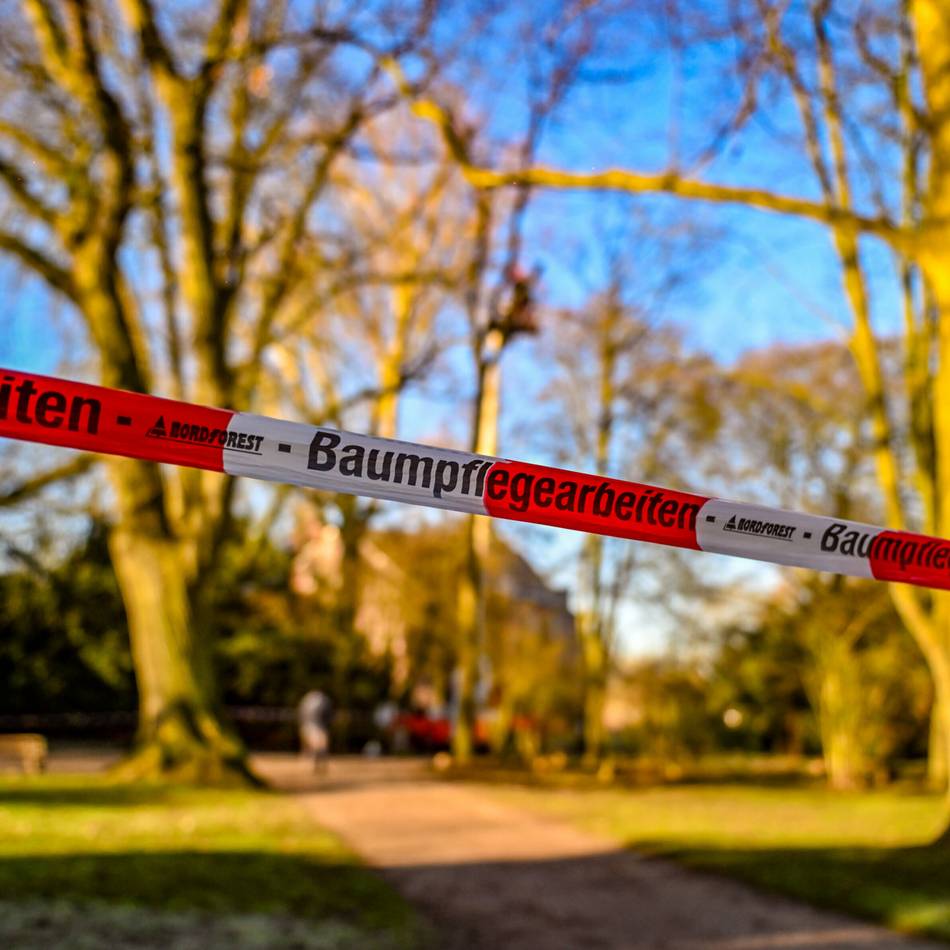 Streitthema in Moers: Gutachten über Schlossparkbäume – „Es wird nichts zurückgehalten“