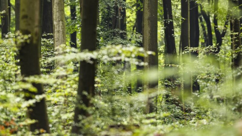 Sommer-Rundgang in Duisburg: Wo im Wald mythische Orte sind