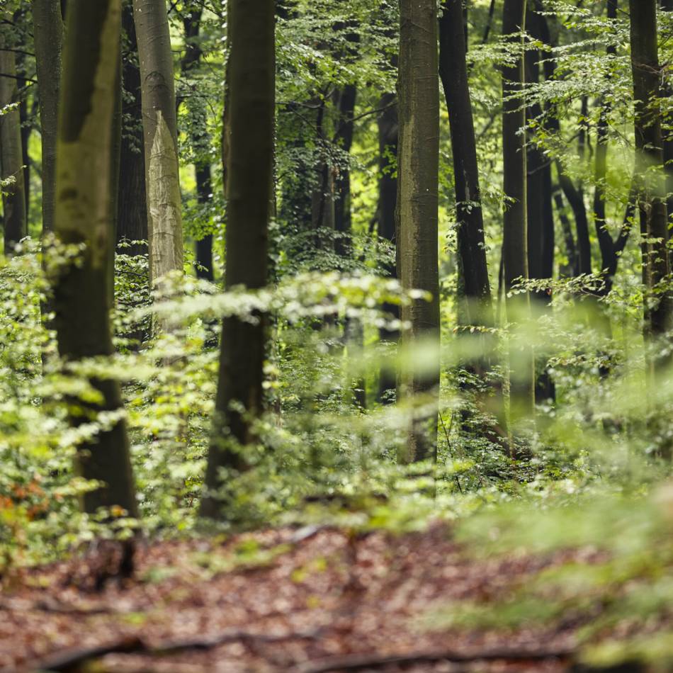 Sommer-Rundgang in Duisburg: Wo im Wald mythische Orte sind
