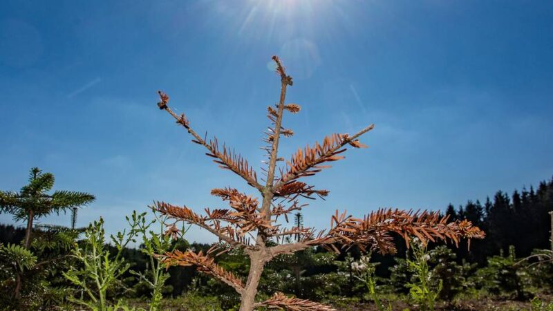 Hohe Temperaturen in Radevormwald: Die Bergstadt muss sich hitzefest machen