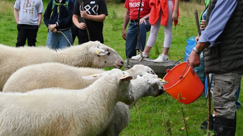 Ferienspaß in Radevormwald: Rader Kinder besuchen Schafherde am Beverdamm