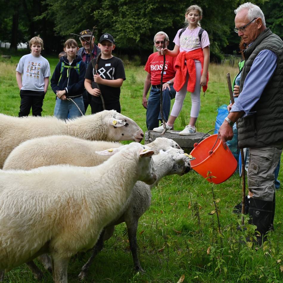 Ferienspaß in Radevormwald: Rader Kinder besuchen Schafherde am Beverdamm
