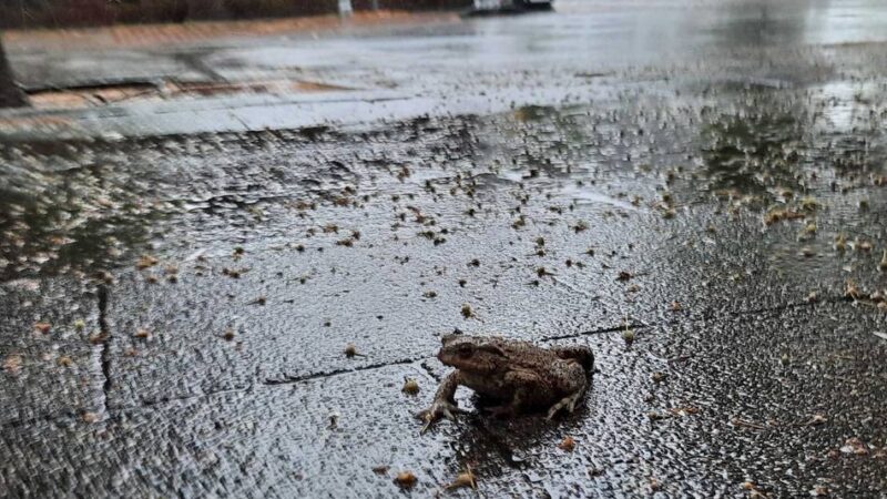 Wetterumschwung in Kleve: Heftiger Regen nach der Hitzewelle – bis zum Abend aber ohne Extrem-Unwetter