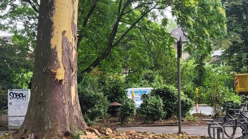 Platanen in der Innenstadt: Warum viele Bäume in Düsseldorf derzeit ihre Rinde abwerfen