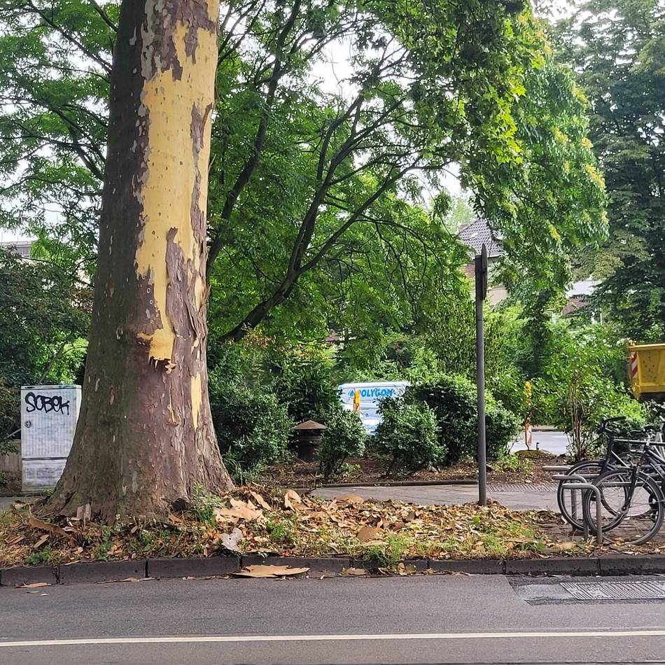 Platanen in der Innenstadt: Warum viele Bäume in Düsseldorf derzeit ihre Rinde abwerfen