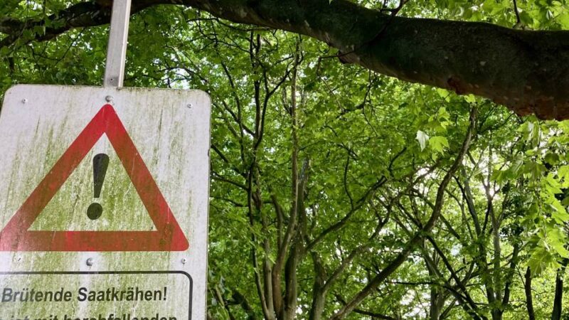Krähenplage in Rees: Krähenpopulation hat sich in Rees nahezu verdoppelt