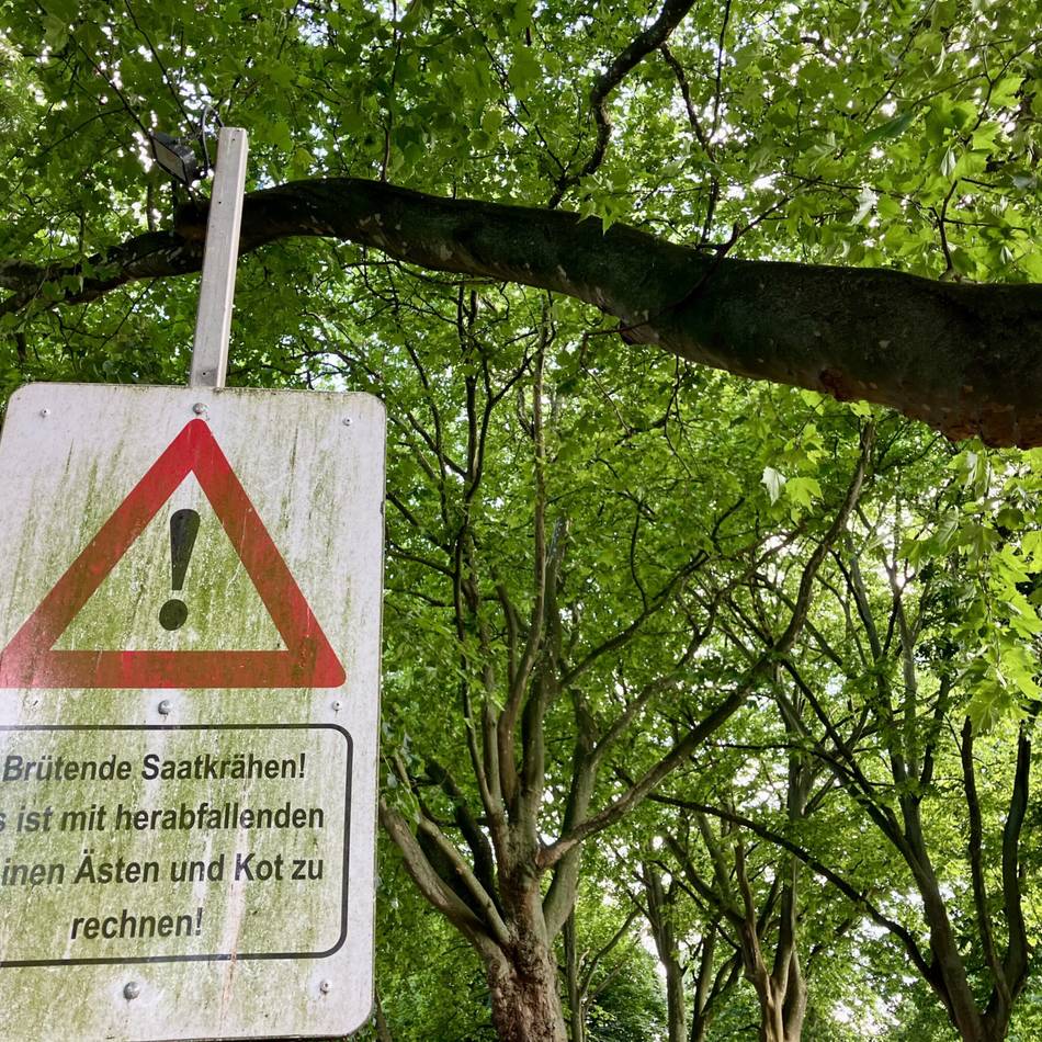 Krähenplage in Rees: Krähenpopulation hat sich in Rees nahezu verdoppelt