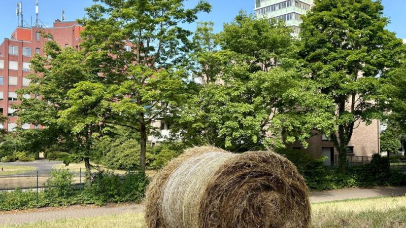 Serie „Unerwartet grüne Oase“: Tausend Meter zwischen Stadt und Natur