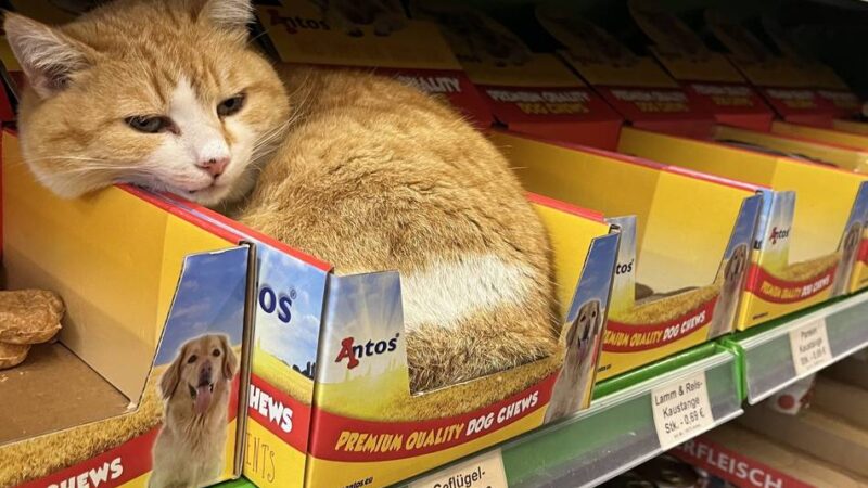 Kosten, Platz und Umgebung: Das sollten Familien wissen bevor ein Haustier einzieht