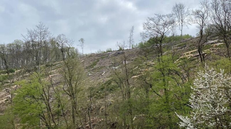 Stadtwald in Wermelskirchen: „Unser Wald leidet leider ziemlich stark“