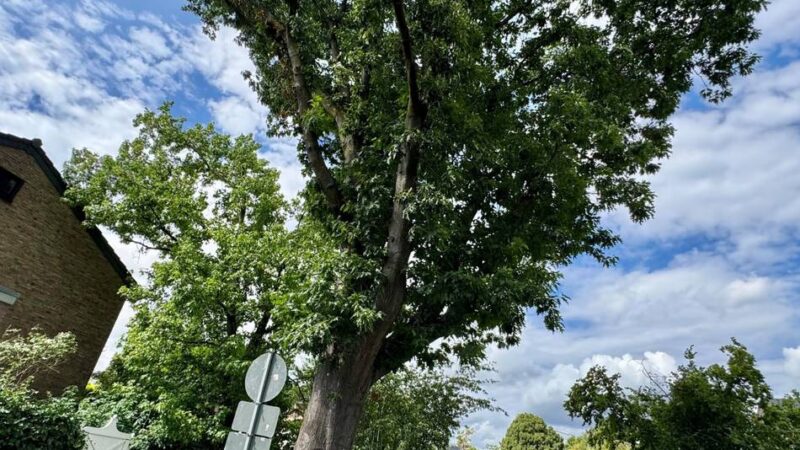 Straße „An der Obererft“: Stadt Neuss muss 87 Jahre alten Baum fällen