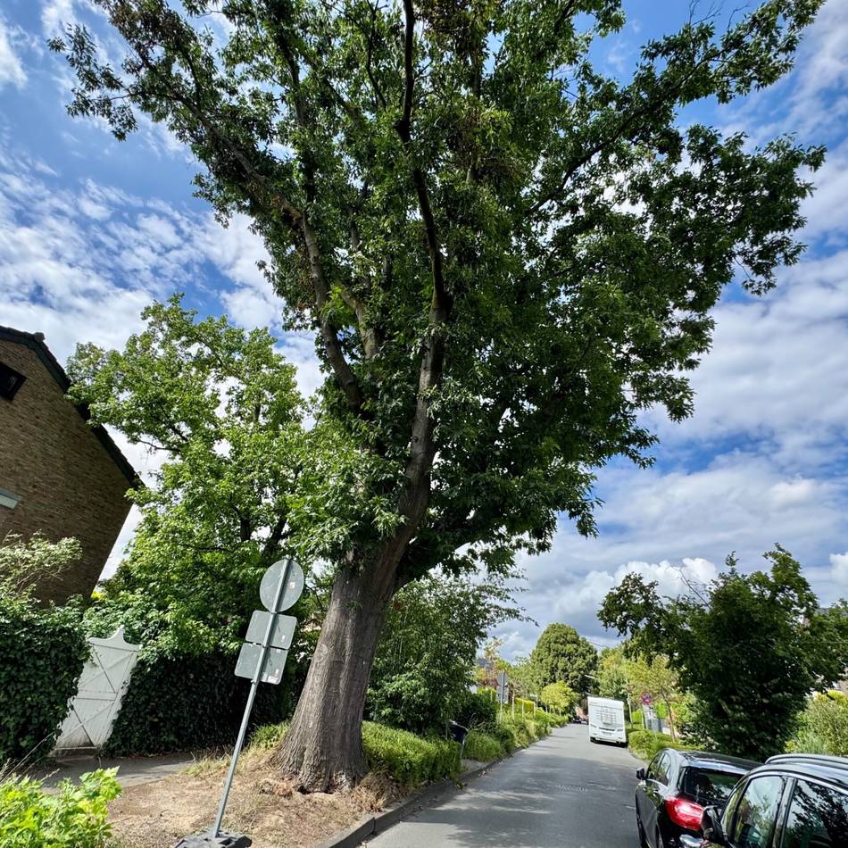 Straße „An der Obererft“: Stadt Neuss muss 87 Jahre alten Baum fällen