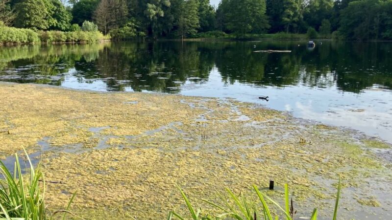 Rhein-Kreis Neuss untersucht Gewässer: Wieder Algenteppich auf dem Jröne Meerke