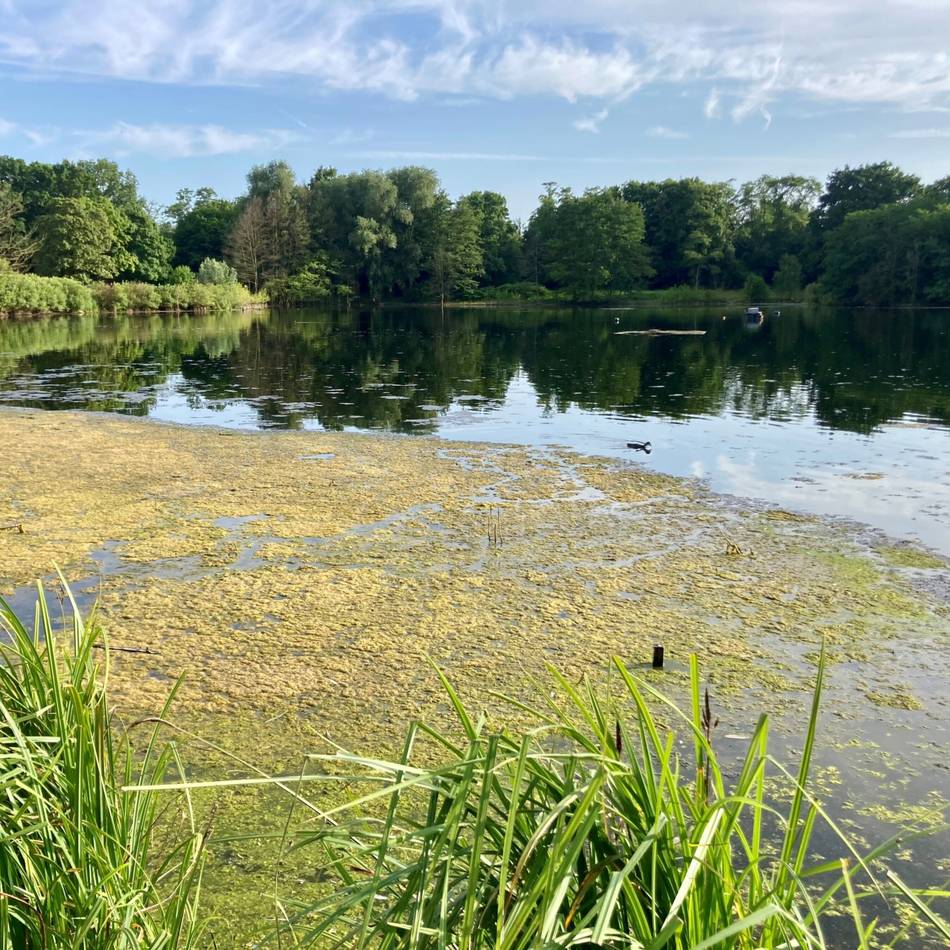 Rhein-Kreis Neuss untersucht Gewässer: Wieder Algenteppich auf dem Jröne Meerke