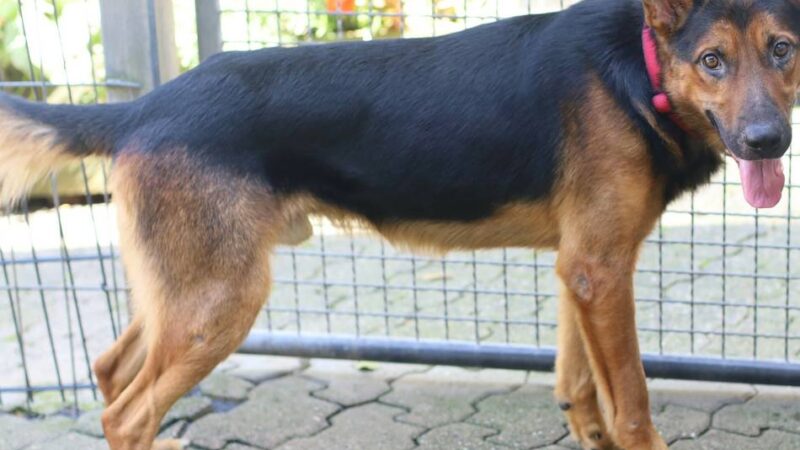 „Tier der Woche“ in Wermelskirchen: „Sandro“ muss im neuen Zuhause noch vieles lernen