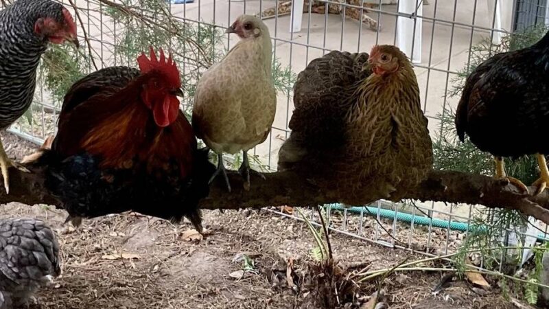 Wie funktioniert eigentlich… private Hühnerhaltung: Aufs Huhn gekommen
