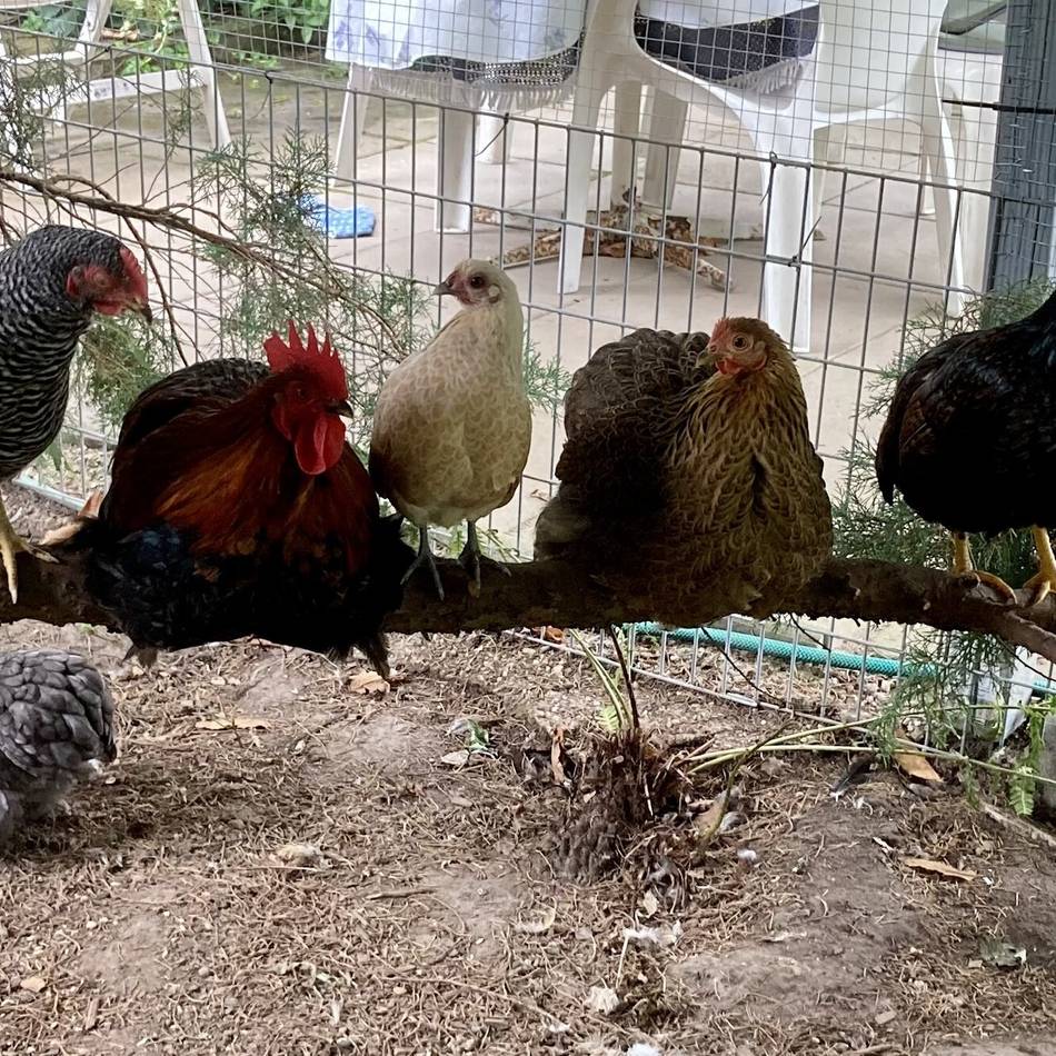 Wie funktioniert eigentlich… private Hühnerhaltung: Aufs Huhn gekommen