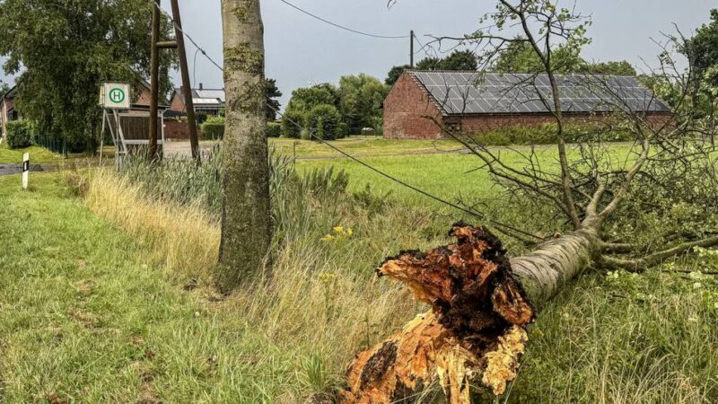 Unwetter über Alpen: Bäume stürzen um – Feuerwehr räumt sie zur Seite