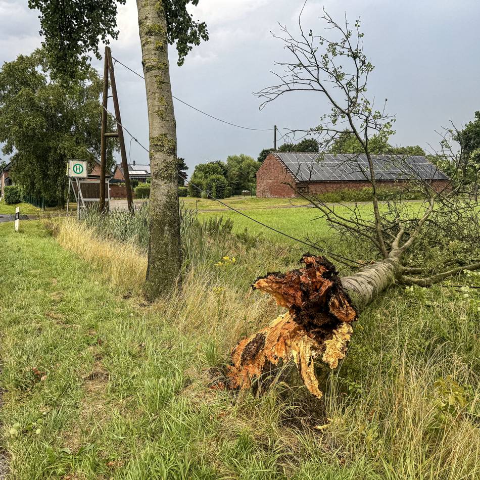 Unwetter über Alpen: Bäume stürzen um – Feuerwehr räumt sie zur Seite