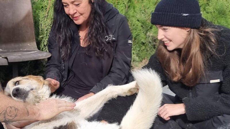 Doku über Hilfsprojekt in der Ukraine: Neusser Tierschützer kommen auf die Kino-Leinwand