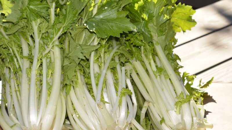 Frisch vom Markt: Rübstiel – eine rheinische Spezialität