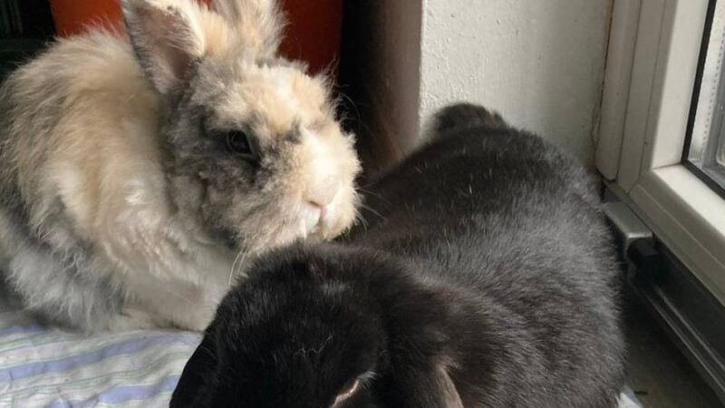 Tiere der Woche: Cleo und Clyde – Traumpaar sucht neues Zuhause