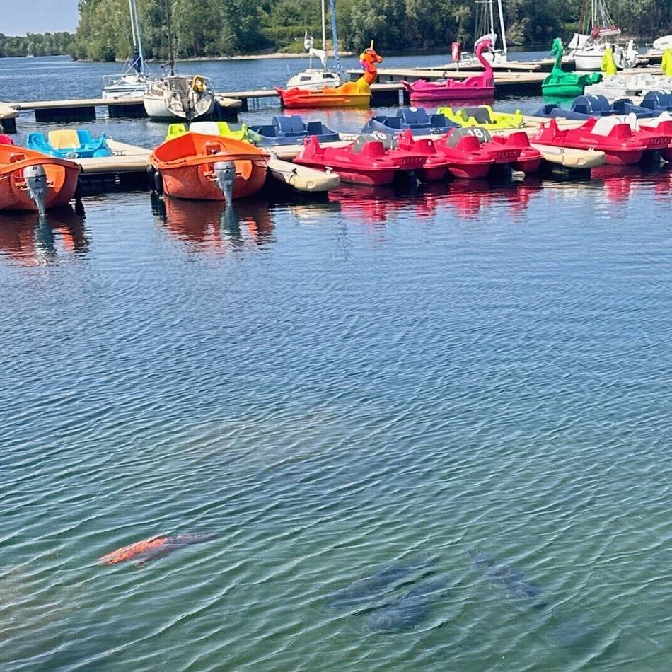 Koi-Karpfen in der Xantener Südsee: „Eine Entnahme ist weder erforderlich noch ratsam“