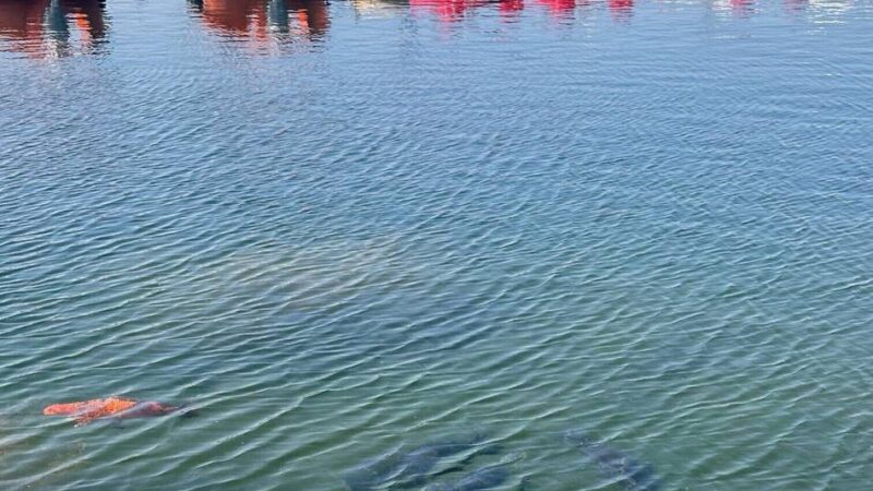 Asiatischer Zierfisch ausgesetzt: In Xantener Südsee schwimmt ein Koi