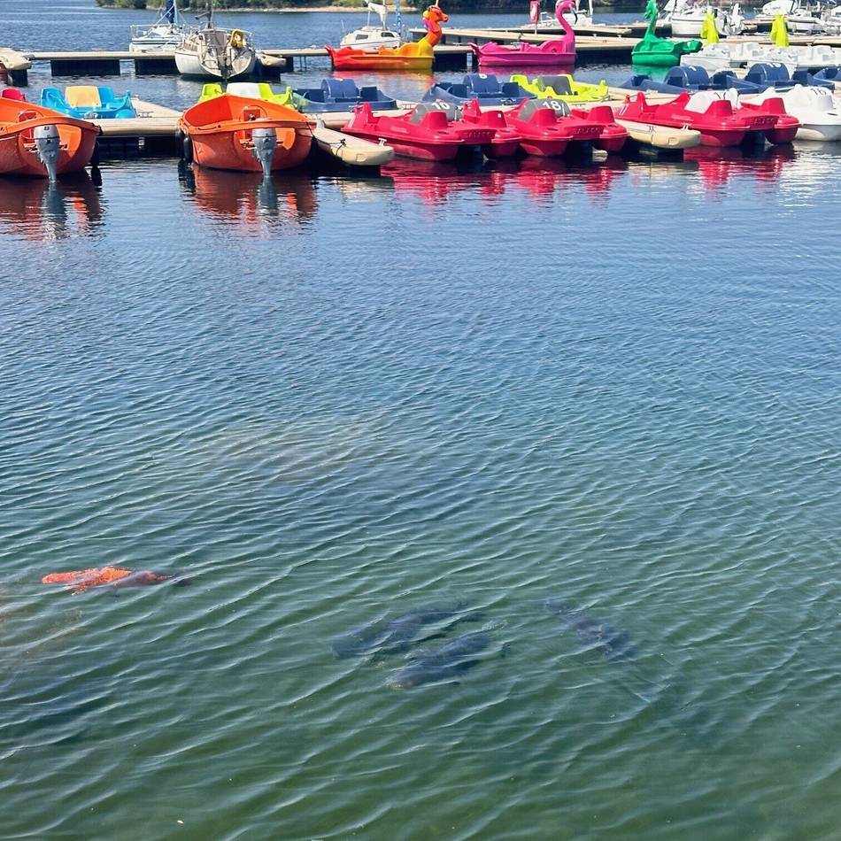 Asiatischer Zierfisch ausgesetzt: In Xantener Südsee schwimmt ein Koi