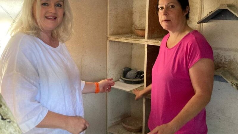 FDP in Wesel fordert zwei neue Taubenhäuser: „Beschwerden von Händlern und Bürgern wegen Tauben steigen“