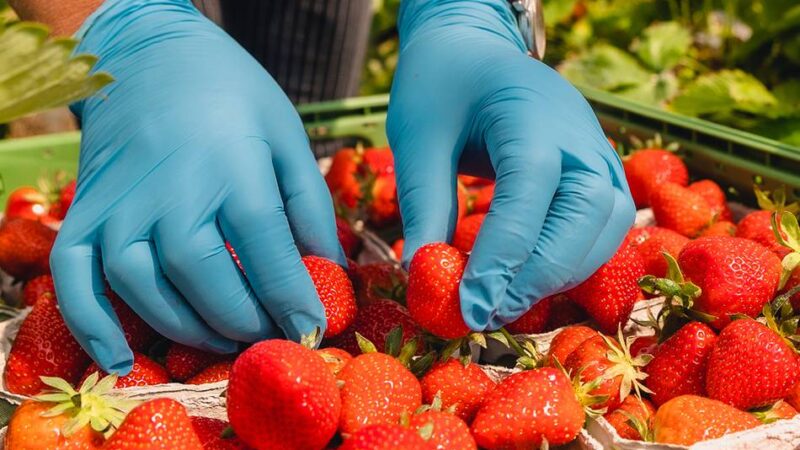 Landwirtschaft im Kreis Mettmann: Zwist um Bezahlung und Arbeitsbedingungen der Erntehelfer