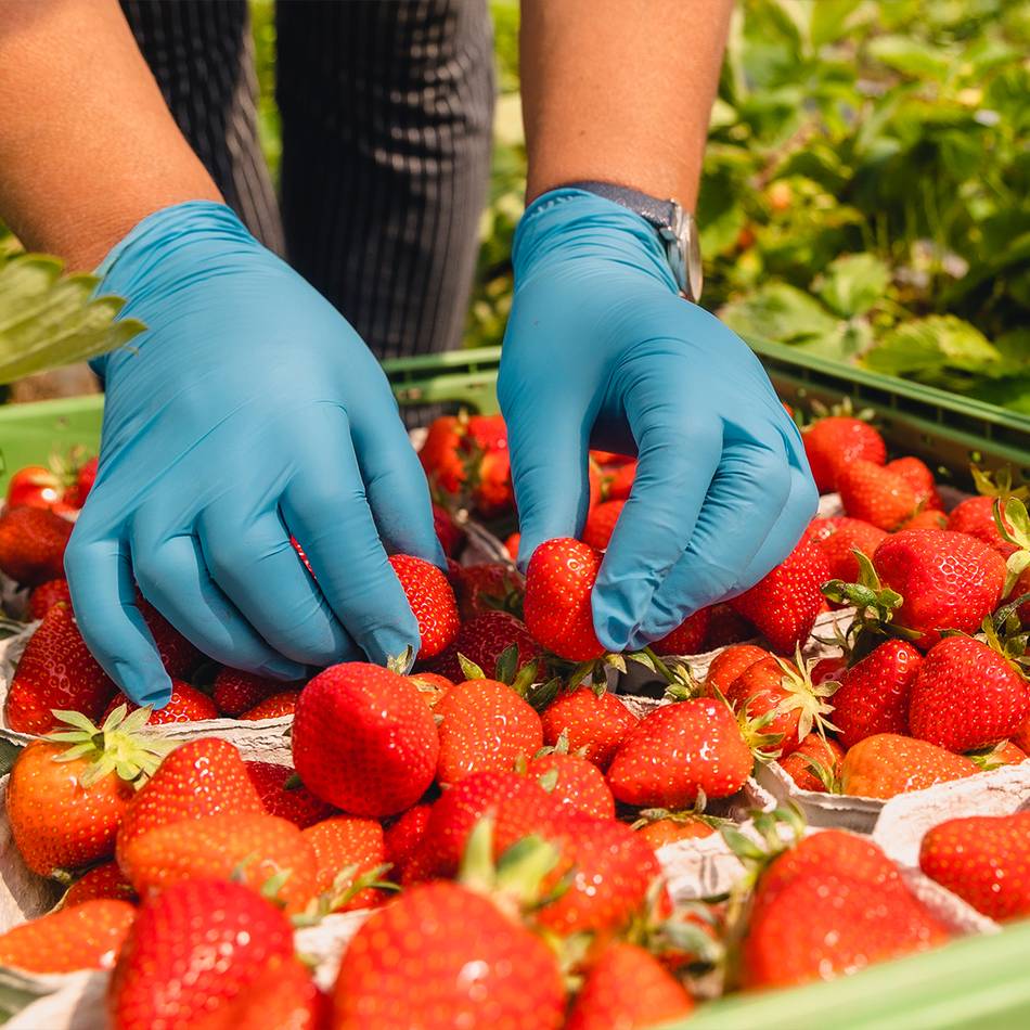 Landwirtschaft im Kreis Mettmann: Zwist um Bezahlung und Arbeitsbedingungen der Erntehelfer
