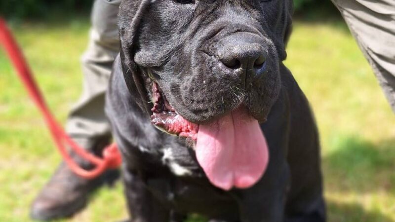 Tier der Woche: Beeindruckender Rüde Erbse sucht Menschen mit Hundeerfahrung