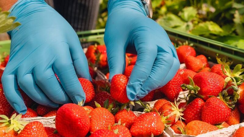 Bauen-Agrar-Umwelt appelliert an Krefelder Landwirte: „Erntehelfer sind keine Landarbeiter zweiter Klasse“