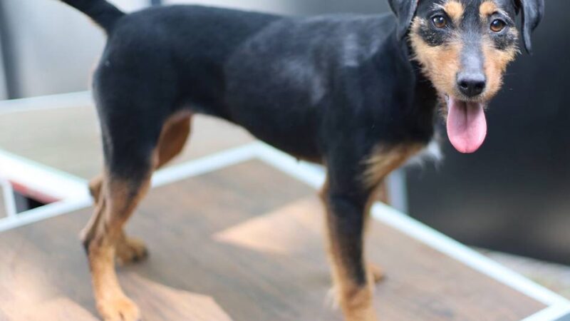„Tier der Woche“ in Wermelskirchen: Eine treue Einzelprinzessin mit Jagdhund-Herz
