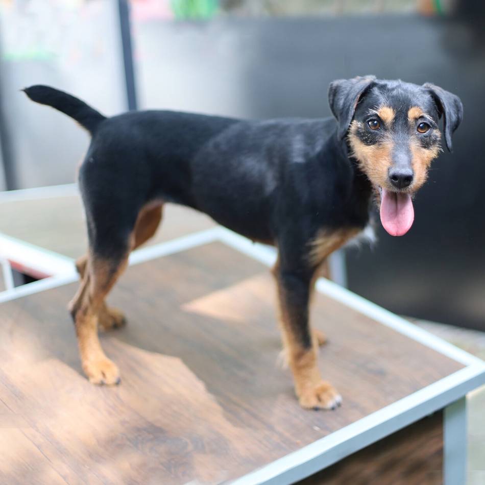 „Tier der Woche“ in Wermelskirchen: Eine treue Einzelprinzessin mit Jagdhund-Herz