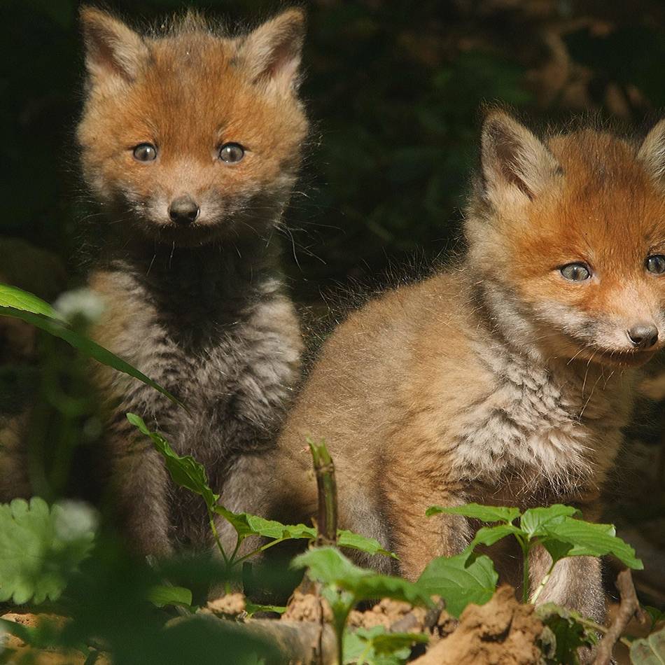 Leidenschaftlicher Tierfilmer: Grevenbroicher filmt seit fünf Jahrzehnten Füchse – doch dieses Jahr ist alles anders